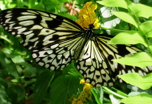 Butterfly