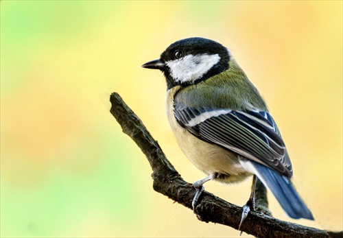 Parus major