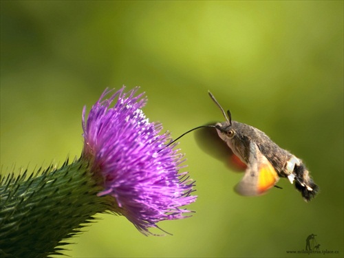 Slovenský Kolibrík