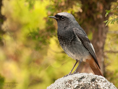 Žltochvost lesný (Phoenicurus phoenicurus)