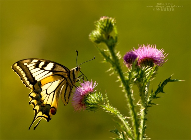 vidlochvost ovocný (Iphiclides podalirius)