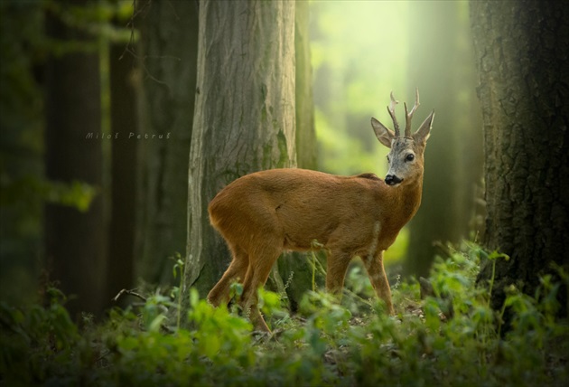 Jedna póza pre fotografa