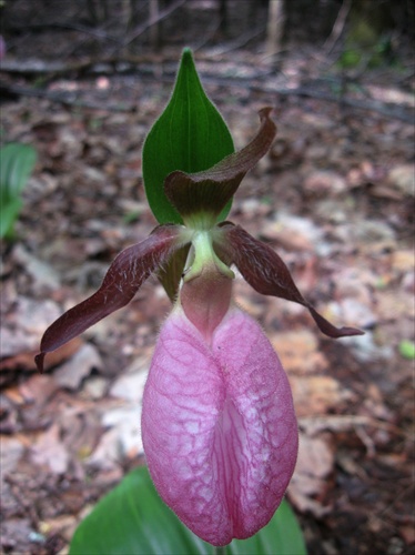 Kvet: Lady Slipper