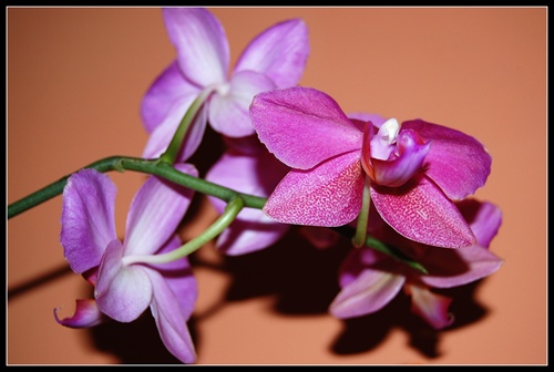 Orchidea Phalaenopsis