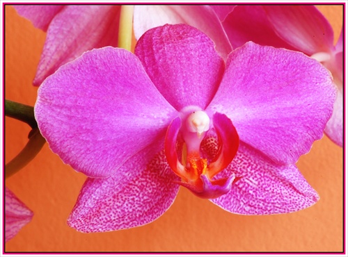 Orchidea