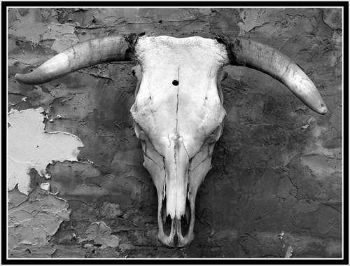 head of bull