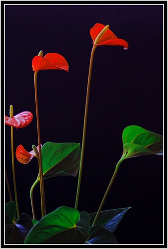 Anthurium