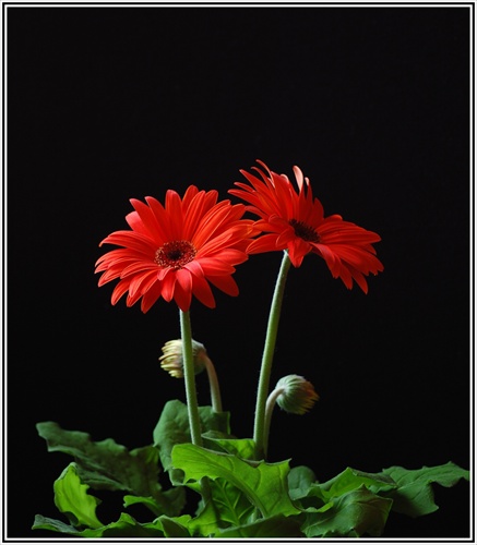 Gerbera