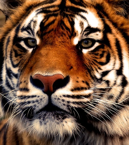 tiger_2