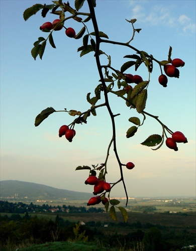 šipky