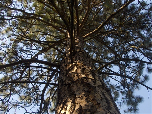 Dalsia arboretova..