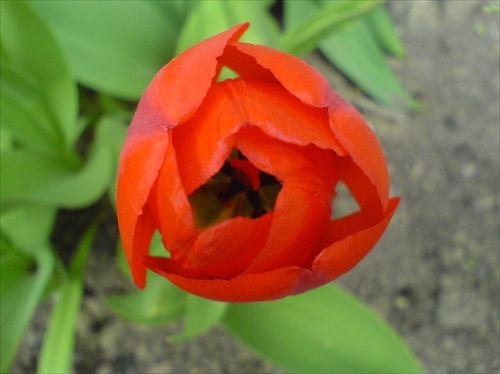 Tulip