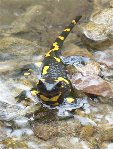 salamandra škvrnitá