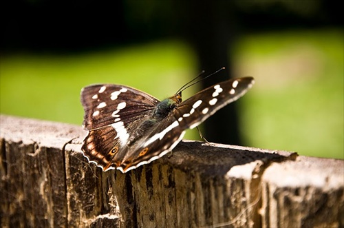 Motyl