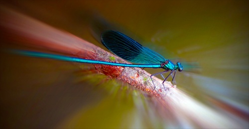 Calopterygidae - motýlicovití