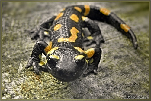 Salamandra škvrnitá