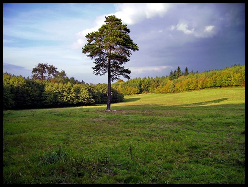 Borovica