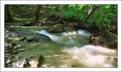 Lesná tôňa