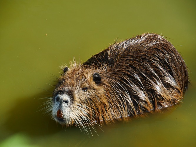 Nutria riečna