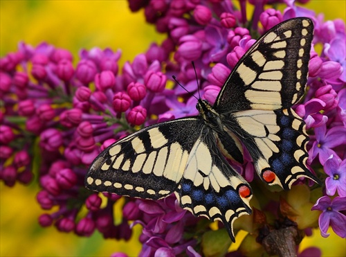 papilio machaon