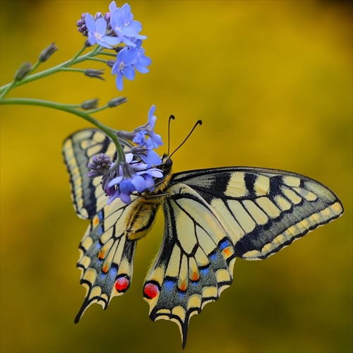 Papilio machaon