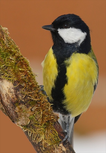 Parus major