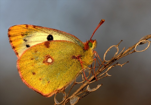 žltáčik ranostajový (Colias hyale)