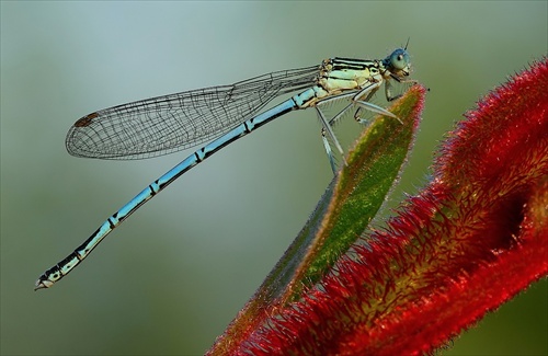 Šidielko obyčajné (Agrion puella)