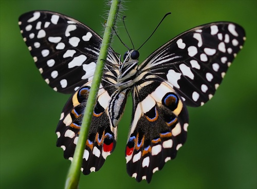 Papilio