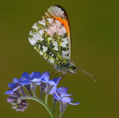 Mlynárik žeruchový (Anthocharis cardamimes)