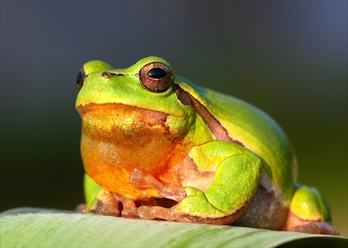 rosnička zelená (Hyla arborea)