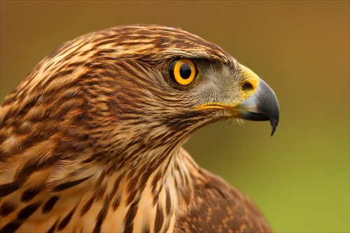 Accipiter gentilis /Jastrab lesný/