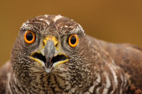 Accipiter gentilis /Jastrab lesný/