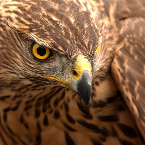 Accipiter gentilis /Jastrab lesný/