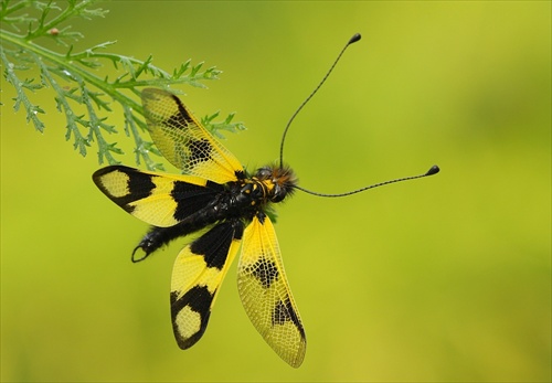 askalafus škvrnitokrídly (Libelloides macaronius)