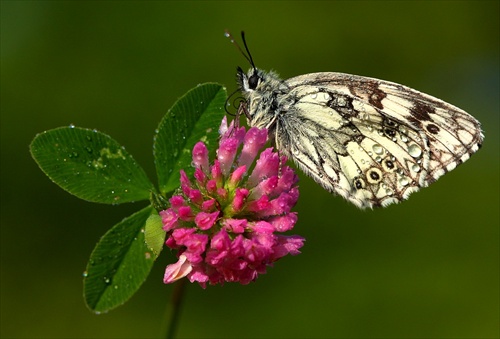 očkáň timotejkový (Melanargia galathea)