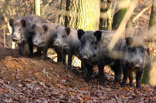 Spoločná foto po dobre vykonanej práci.