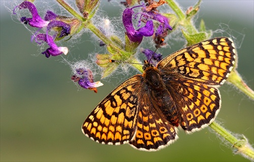 hnedáčik mriežkovaný (Melitaea cinxia)