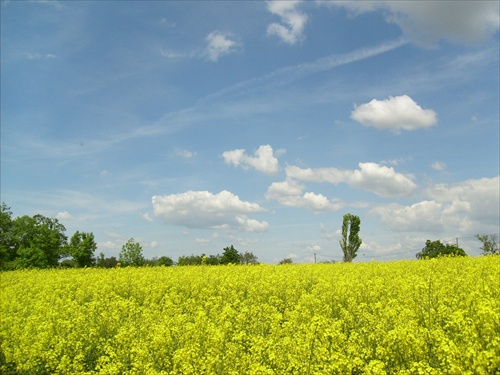 modro žltý horizont