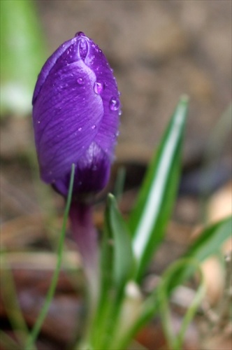 Krokusy