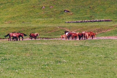 Munti Apuseni - Padis