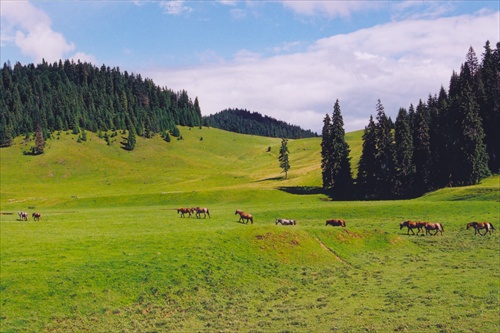 Munti Apuseni - Padis