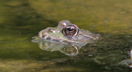 Spoločník