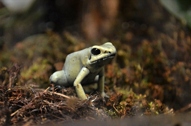 Phyllobates terribilis