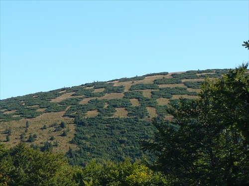 Šachovnica z kosodreviny