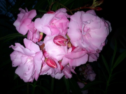 Oleander