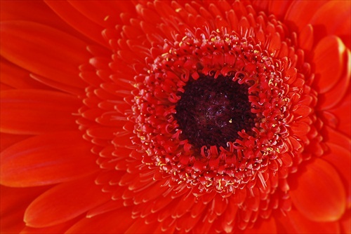 gerbera