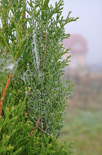 Pavučina s rannou rosou