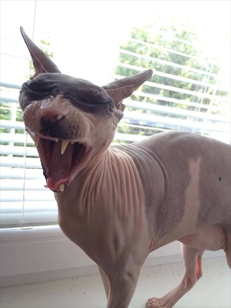 sphynx