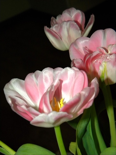 tulipany